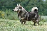 VASGOTASPETS 041
